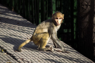 Monkey sitting on footpath