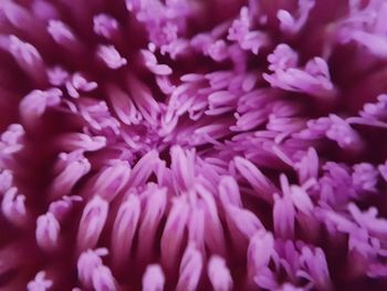 Macro shot of purple flower