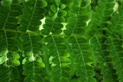 Full frame shot of green leaves
