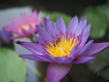 Close-up of honey bees on purple water lily