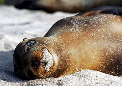 Close-up of galapagos sea lion relaxing at beach