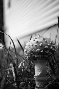 Close-up of mushroom growing on field