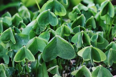 Full frame shot of succulent plant on field