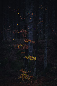 View of trees in forest during autumn