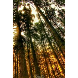 Low angle view of trees in forest