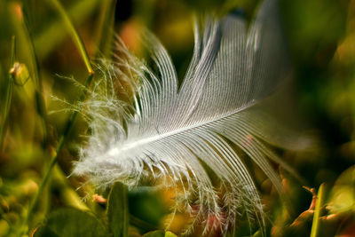 Close-up of feather on plant