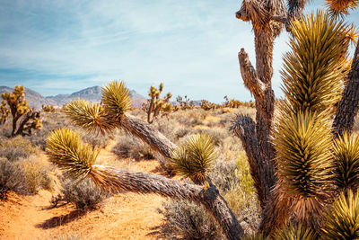 Plants growing in desert against sky