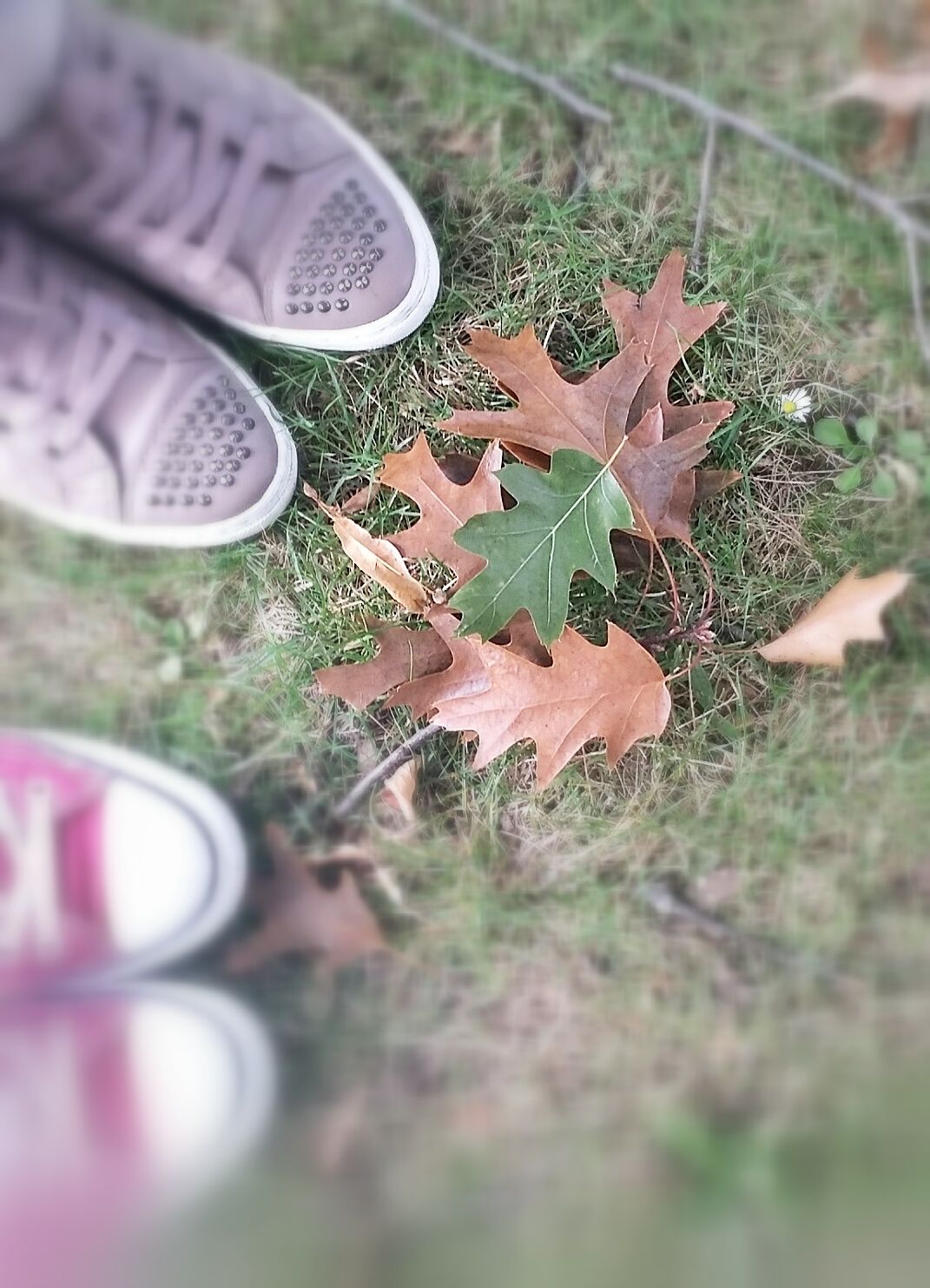 Oak leaves