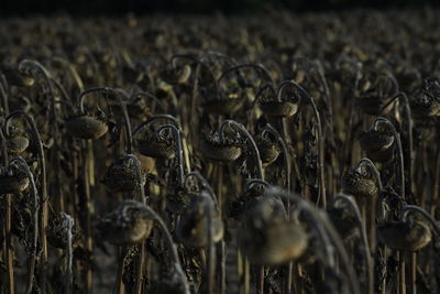 Close-up of sheep on field