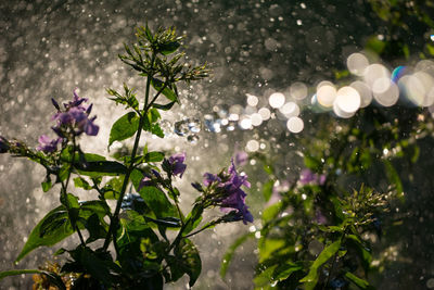 Close-up of purple flowers