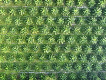 Full frame shot of cactus plants growing on field