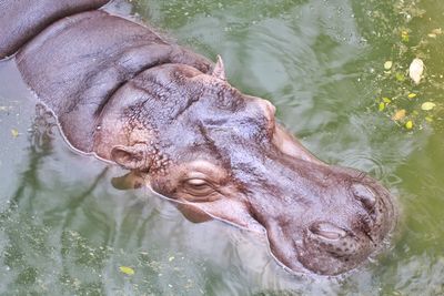 Close-up of elephant swimming in lake