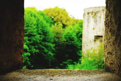Trees growing in forest