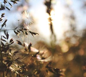 Close-up of flowers