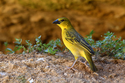 Close-up of bird perching on rock