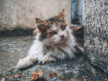 Portrait of cat relaxing outdoors