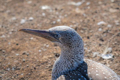 Close-up of a bird looking away