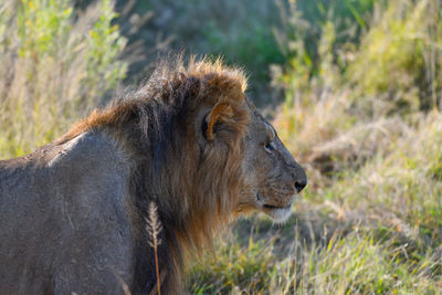 Side view of a cat