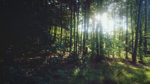 Trees in forest