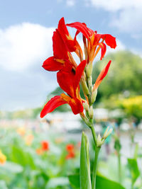 Close-up of red flowering plant