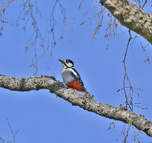 Low angle view of bird perching on tree against sky