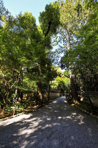 Road amidst trees in forest