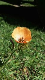 Close-up of plant against blurred background