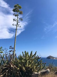 Low angle view of palm trees against blue sky