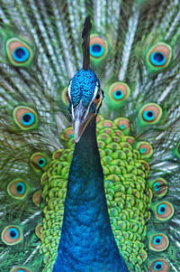 Close-up of peacock