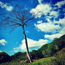 Low angle view of trees against sky