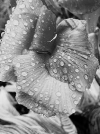 Close-up of raindrops on leaf