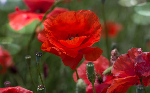 Close-up of red rose