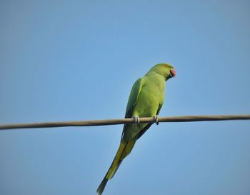 Low angle view of parrot perching on leaf against clear blue sky