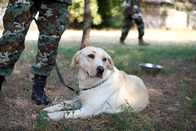 Portrait of dog on field