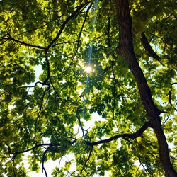 Low angle view of trees