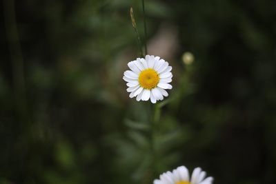 Close-up of fresh white flower blooming outdoors