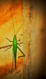 Close-up of insect on leaf