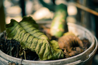 Close-up of green leaf in basket