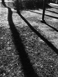 Full frame shot of tree shadow