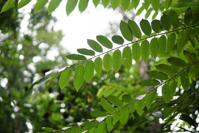 Low angle view of leaves on tree