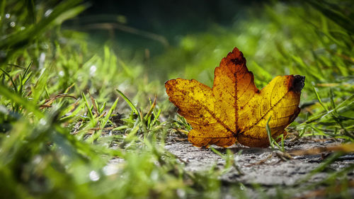 Close-up of dry maple leaves on field