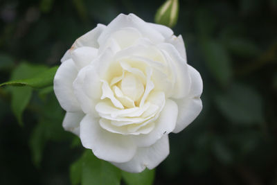 Close-up of white rose