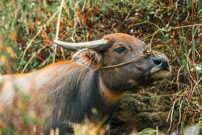 Side view of water buffalo standing by plants