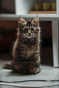 Close-up portrait of a cat