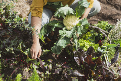 Woman holding cauliflower while picking vegetables in garden