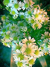 Close-up of white flowers