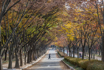 Road amidst trees in park during autumn