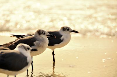 Seagulls perching on shore at beach