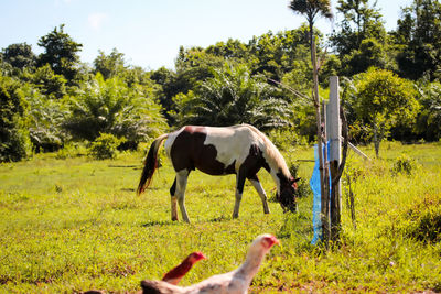 Horse grazing in a field