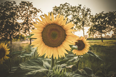 Close-up of sunflower on field against sky